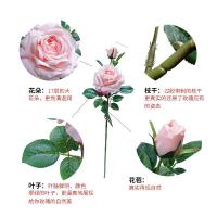 uploads/erp/collection/images/Home Garden/CongDing/XU0612439/img_b/XU0612439_img_b_2